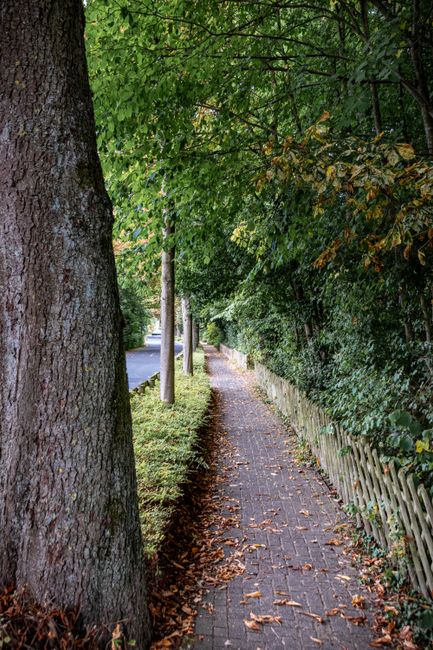 A narrow paved sidewalk running alongside a residential street, bordered by a wooden picket fence and a dense canopy of green and brown-leaved trees. On the left, the thick trunk of a prominent mature tree is visible, with rough textured bark. The sidewalk is scattered with fallen leaves, indicating an autumn setting. In the background, a section of the street with parked cars and utility poles can be seen, with dappled sunlight filtering through the tree branches. This scene exemplifies a typical urban residential area with limited road space, highlighting potential challenges for home relocation and furniture transport in narrow roads, which [COMPANY_NAME], such as Man with Van Hadley Wood, assist with for professional house removals and moving services.