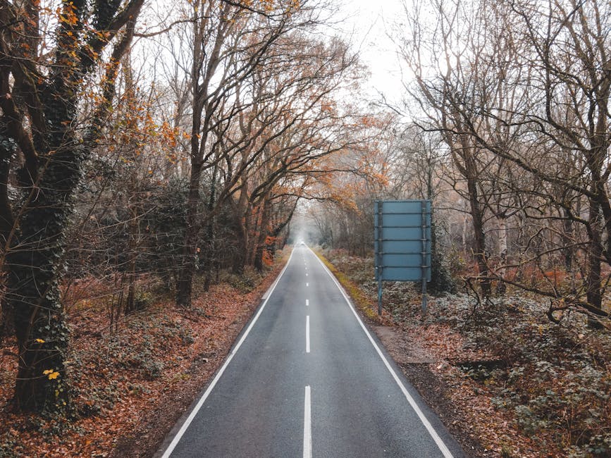 A straight, narrow road with a dashed white center line extends into the distance, flanked on both sides by leafless trees with branches reaching over the roadway. The trees are bare, suggesting late autumn or winter, with some orange and brown foliage still visible on a few branches. The roadside features natural undergrowth with small bushes and fallen leaves scattered on the ground. In the midground, there is a large, blank blue directional or informational sign mounted on two metal posts on the right side of the road. The scene is outdoors in daytime with overcast sky, creating diffuse, soft lighting. This setting could reflect a typical route used for home relocation or furniture transport, and is relevant for discussions about planning moving logistics near Hadley Wood Station (EN4). [COMPANY_NAME] may utilize such routes for efficient house removals and packing and moving services, ensuring safe and smooth transportation of furniture and boxes from properties to vehicles.