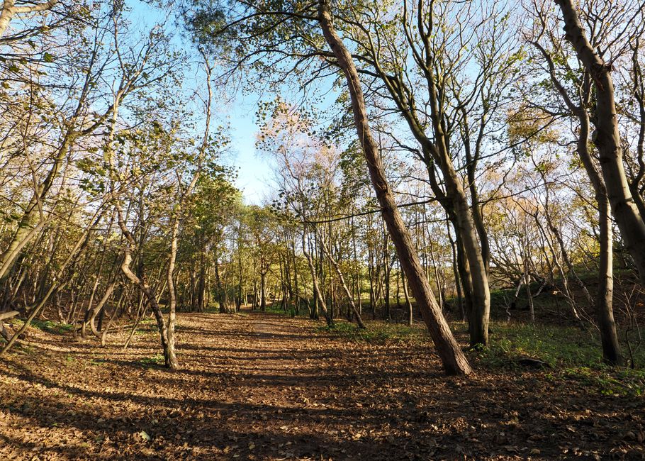 A photograph of a narrow woodland pathway lined with numerous slender trees with light-colored bark and sparse branches, some leaning at slight angles. The ground is covered with fallen leaves and patches of earth, with sunlight filtering through the canopy above, casting dappled shadows along the path. In the background, the woodland extends with more trees and a clear blue sky visible through the branches. The scene captures a peaceful outdoor environment, potentially part of an area receiving home relocation or moving services, such as those provided by Man with Van Hadley Wood, in a setting suitable for transporting household items or furniture via parking or loading zones nearby.