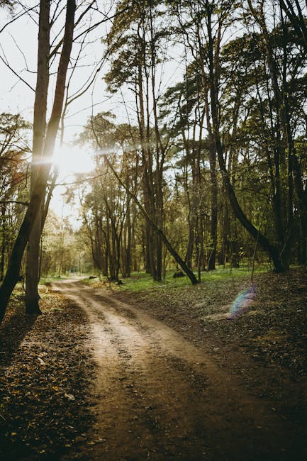 A dirt pathway running through a wooded area during late afternoon or early evening, with tall trees on both sides. The sunlight filters through the branches, casting a warm glow and creating lens flare effects. The ground is covered with fallen leaves and the scene appears peaceful and natural. This environment could be part of a residential area with surrounding trees, supporting the context of home relocation or moving logistics as seen in professional house removals. The image emphasizes the natural setting that may be associated with properties in Hadley Wood, aligning with local moving services such as those offered by Man with Van Hadley Wood, highlighting the transition of furniture and belongings through scenic environments during a home move.