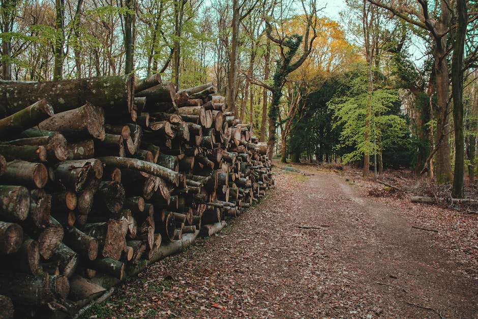 A large stack of cut logs is arranged along the left side of a dirt pathway within a forested area, with various tree species surrounding the scene. The logs are of different lengths and diameters, some with visible bark and others with smooth cross-sectional cuts, stacked neatly and extending into the distance. The pathway, made of packed earth and scattered fallen leaves, curves gently to the right and continues through the dense woodland. Natural light filters through the canopy of trees, highlighting the green foliage and creating a tranquil, outdoor setting. The scene is devoid of human activity or vehicles, emphasizing the natural environment. This image can be associated with home relocation or furniture transport processes, as part of pre-move planning or outdoor logistics involving packing, loading, and transport, which [COMPANY_NAME], such as Man with Van Hadley Wood, might assist with in residential moving services.