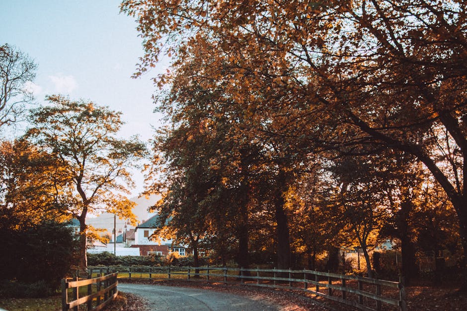 A dirt pathway running through a wooded area during late afternoon or early evening, with tall trees on both sides. The sunlight filters through the branches, casting a warm glow and creating lens flare effects. The ground is covered with fallen leaves and the scene appears peaceful and natural. This environment could be part of a residential area with surrounding trees, supporting the context of home relocation or moving logistics as seen in professional house removals. The image emphasizes the natural setting that may be associated with properties in Hadley Wood, aligning with local moving services such as those offered by Man with Van Hadley Wood, highlighting the transition of furniture and belongings through scenic environments during a home move.